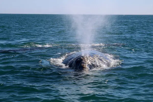 Gray whale at whale watching in Laguna San Ignacio Baja California, Mexico