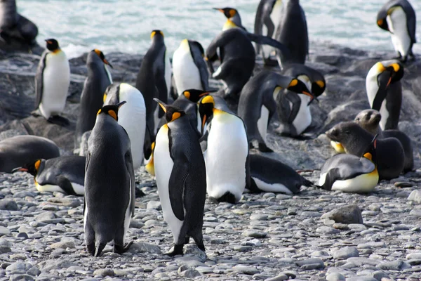 Розведення Колонії Королівських Пінгвінів Островах Південної Джорджії Британська Заморська Територія — стокове фото