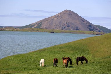 İzlanda atları Myvatn-İzlanda Gölü 'ndeki bir otlakta   