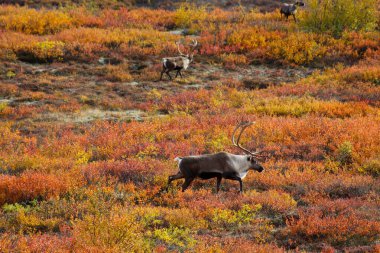 Alaska, ren geyiği sonbahar-Denali Ulusal Parkı 'nda 