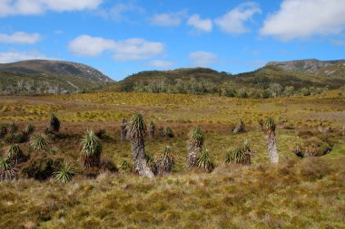Beşik Dağı, St Clair Ulusal Parkı, Tazmanya, Avustralya 'daki dev çim ağaçları manzarası.