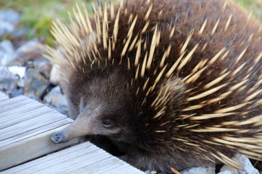 Echidna, Avustralya 'nın Tazmanya kentindeki Cradle Mountain Lodge' da bir patikada çekilmiş.