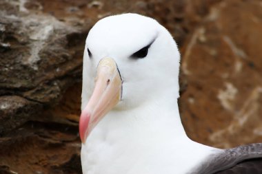 Siyah kaşlı Albatros Batı Point Adası, Falkland Adaları, Güney Amerika