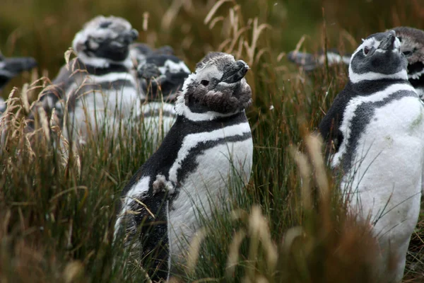 Магеллановий Пінгвін Волонтер Пойнт Фолклендських Островах Мальвінас — стокове фото