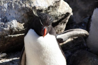 Rockhopper pengueni- West Point Adası, Falkland Adaları, Malvinas