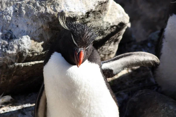 Рокгольмський Пінгвін Крупним Планом Острів Вест Пойнт Фолклендські Острови Мальвінас — стокове фото