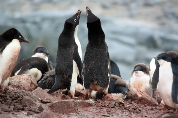 Адельський Пінгвін Березі Крупним Планом Антарктиді — стокове фото