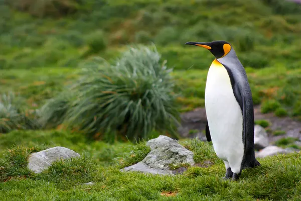 Королівський Пінгвін Березі Грицвікені Південна Джорджія — стокове фото