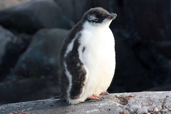 Крупним Планом Молодий Генуезький Пінгвін Антарктиді Антарктичний Півострів — стокове фото
