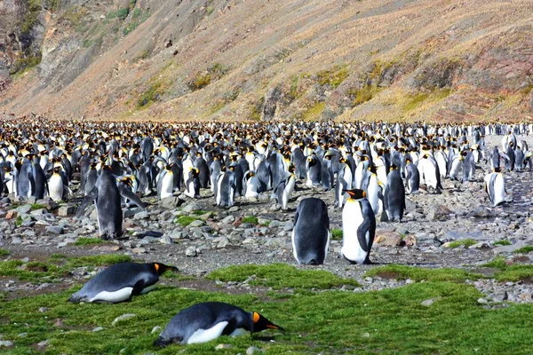 Королівські Пінгвіни Розмножують Колонію Затоці Фортуна Південна Джорджія — стокове фото