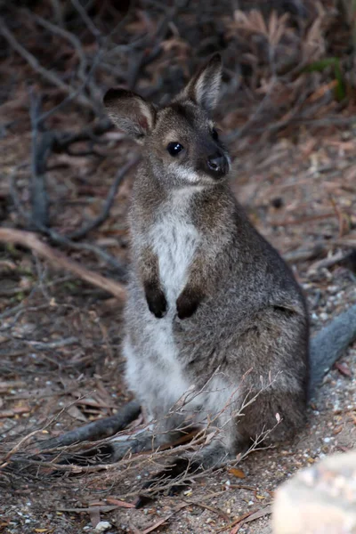 Şirin valabi Freycinet Ulusal Parkı, Tazmanya, Avustralya 