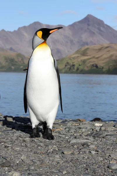 Королівський Пінгвін Узбережжі Острова Південна Джорджія — стокове фото