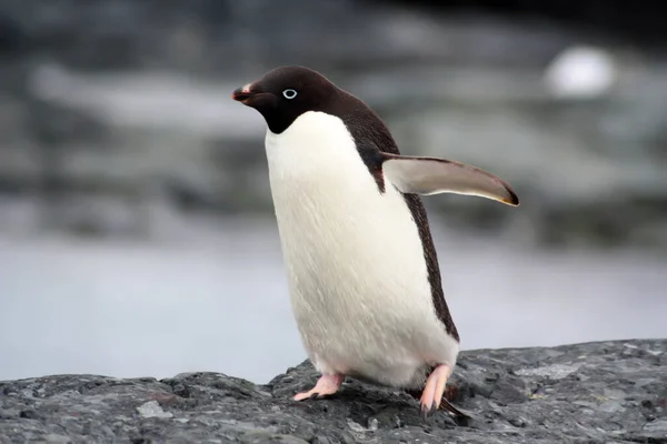 Адельський Пінгвін Березі Крупним Планом Антарктиді — стокове фото