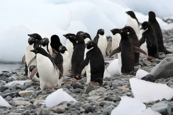 Адельїнські Пінгвіни Острів Підкови Антарктида — стокове фото