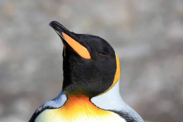 Portrait Shot King Penguin Fortuna Bay South Georgia Island — Stock Photo, Image
