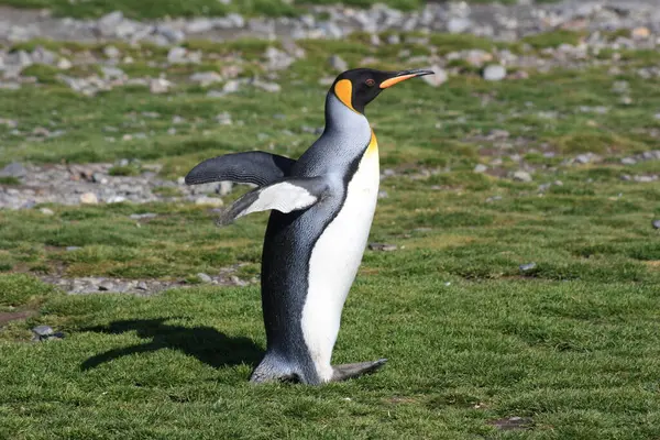 King Penguin Close Fortuna Bay South Georgia Island — Stock Photo, Image