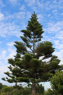 Yeni Zelanda 'da Araucaria heterofilla  