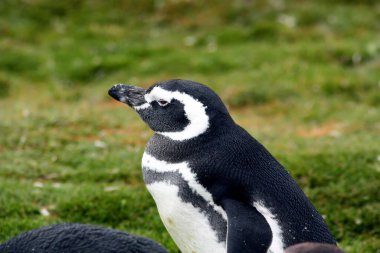 Magellanic penguin - Volunteer Point in the Falkland Islands, Malvinas clipart