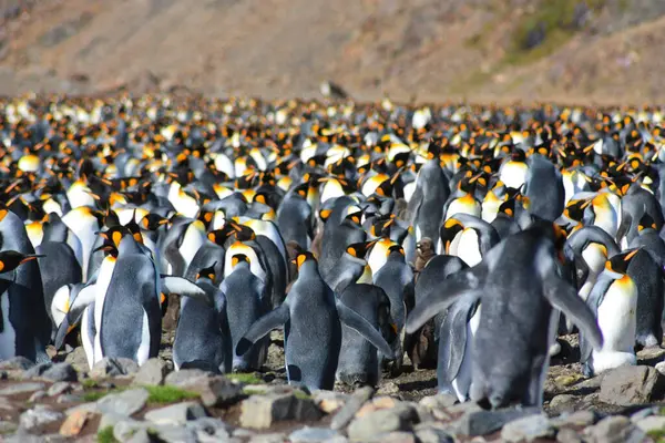 King Penguins Breeding Colony Fortuna Bay South Georgia Island — Stock Photo, Image