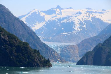 Alaska, Dawes Glacier in the Endicott Arm in the Boundary Ranges of Alaska, United States   clipart