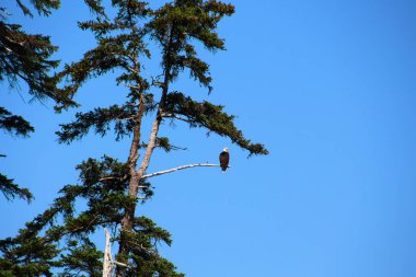 Alaska, Amerika 'da bir ağaçta kel kartal  