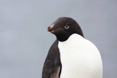 Adelie penguin on the shore close up in the Antarctica    clipart