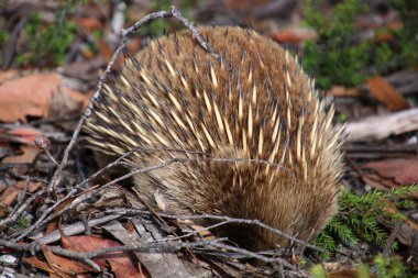 Echidna Tazmanya, Avustralya 'ya yaklaş