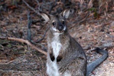 Wineglass Körfezi Gözcüsü 'nde, Freycinet Ulusal Parkı' nda, Tazmanya 'da, Avustralya' da küçük şirin bir valabi fotoğrafı çekildi.