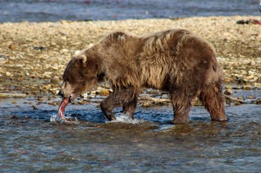 Boz ayı, Clark Gölü Ulusal Parkı, Alaska, ABD 'de somon yakaladı. 