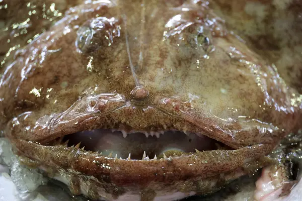 Portekiz, Loul 'daki balık pazarında bir tezgah kapanıyor.   