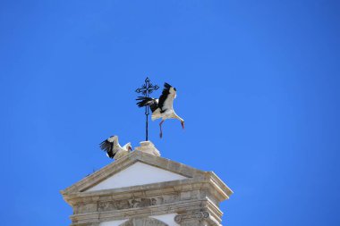 Faro, Algarve, Portekiz 'deki Arco da Vila' nın çatısında beyaz leylekler. 