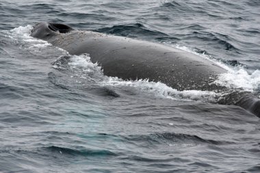 Antarktika Yarımadası, Antarktika sularında balina