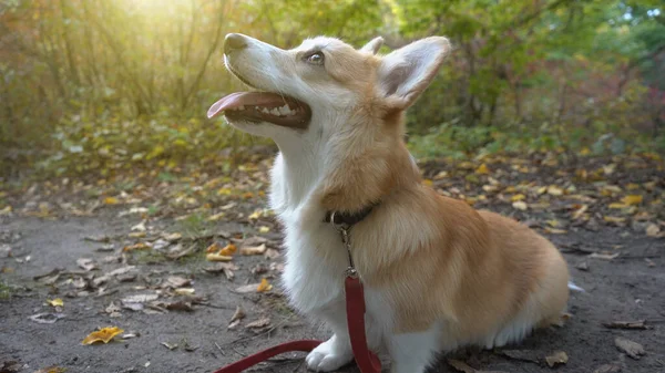 Corgi Köpeği Komik Hayvan Bir Köpekle Yürü — Stok fotoğraf