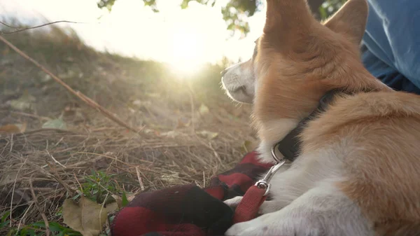 Pies Corgi Śmieszne Zwierzątko Spacer Psem — Zdjęcie stockowe