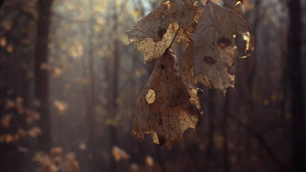 木の上の乾燥葉 — ストック写真