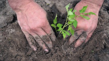 Planting plants in the ground