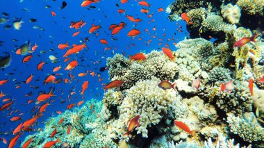 Su altı dünyası, mercan resifinin yakınında bir sürü balık.