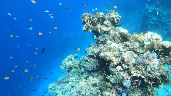 Csodálatos Korallzátony Víz Alatt Lövés — Stock Fotó