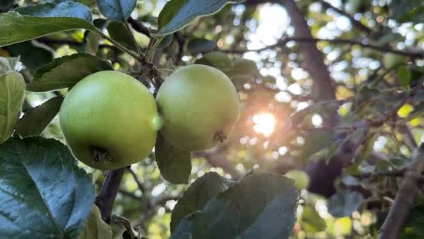 Витирати Яблука Гілці Сонячне Світло — стокове відео