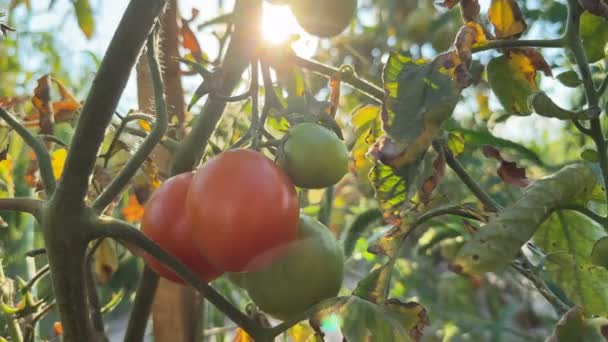 Ώριμες Ντομάτες Τομέα Καλλιέργεια Χόμπι — Αρχείο Βίντεο