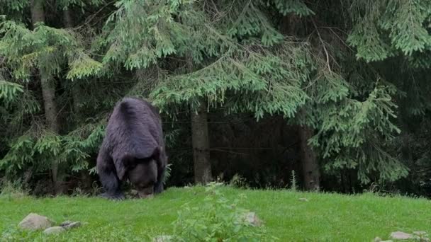 森の中の熊 — ストック動画
