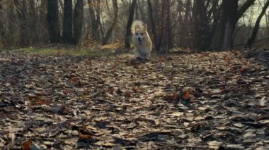 Şirin küçük Corgi dışarıda yürüyor.