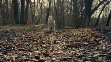 Şirin küçük Corgi dışarıda yürüyor.