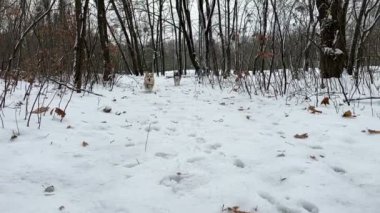 Corgi kış parkında yürüyor.