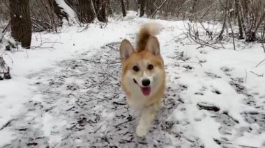 Corgi kış parkında yürüyor.