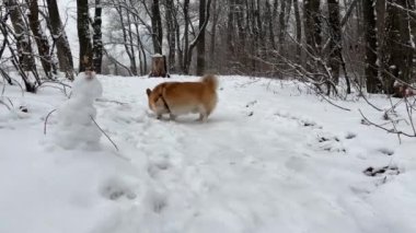 Corgi kış parkında yürüyor.