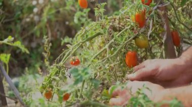 Taze domates tutan çiftçi elleri. Şu anda kırsal kesimde hasat edilen tarımsal biyoloji ve eko tarım tarlası bahçesi.