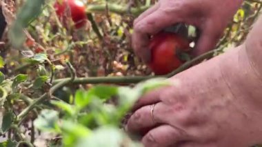 Taze domates tutan çiftçi elleri. Şu anda kırsal kesimde hasat edilen tarımsal biyoloji ve eko tarım tarlası bahçesi.