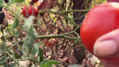 Taze domates tutan çiftçi elleri. Şu anda kırsal kesimde hasat edilen tarımsal biyoloji ve eko tarım tarlası bahçesi.