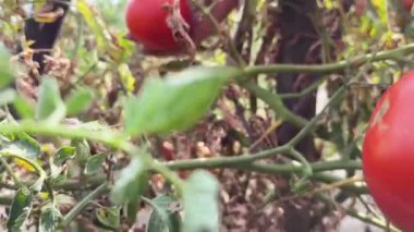 cropped of hands of farmer holding fresh tomato. harvested at the moment on countryside agricultural bio and eco farming cultivation field garden.